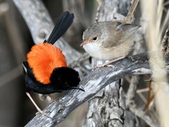Red-Backed Fairywren photo 6