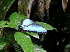 Morpho helenor narcissus