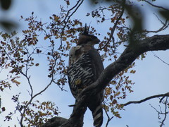 Spizaetus ornatus