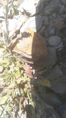 Osteospermum calendulaceum