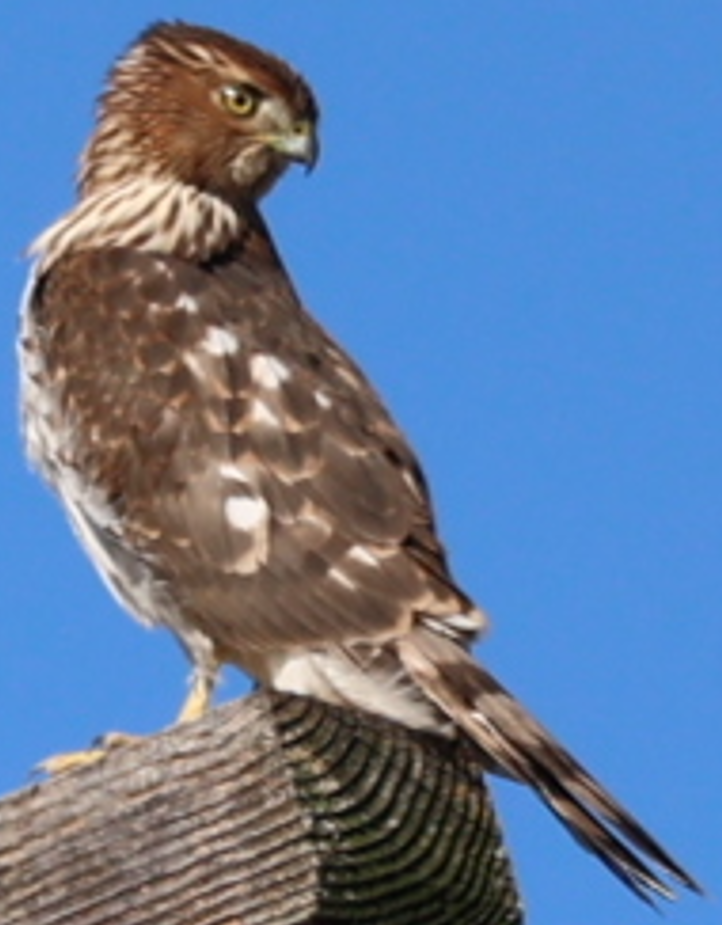 Cooper's Hawk from Northerly Island, Chicago, IL 60605 on November 13