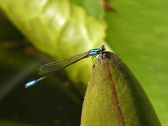 Acanthagrion