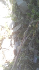 Osteospermum calendulaceum