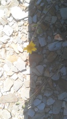Osteospermum calendulaceum