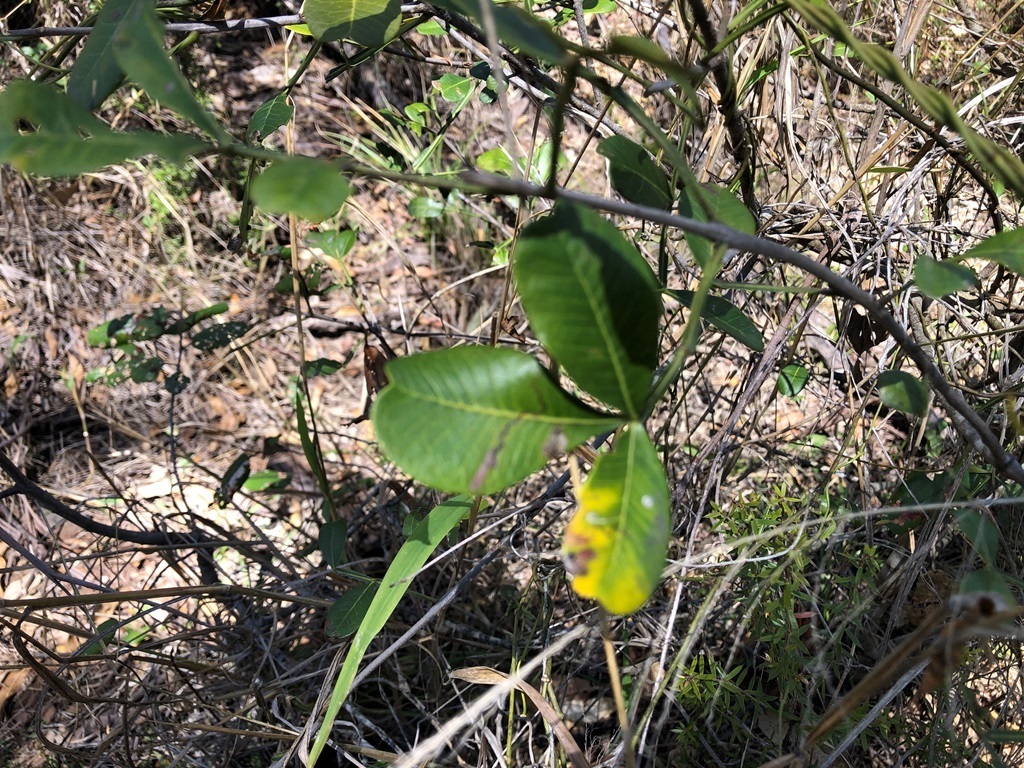 Flindersia collina from Fordsdale QLD 4343, Australia on November 12