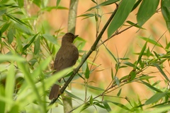 Turdus hauxwelli