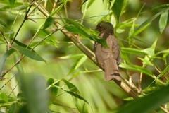 Turdus hauxwelli