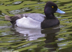Aythya affinis
