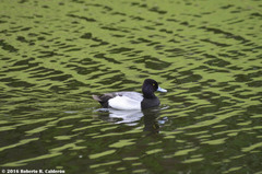 Aythya affinis
