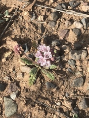 Phacelia arizonica