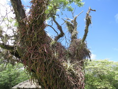 Lepismium cruciforme