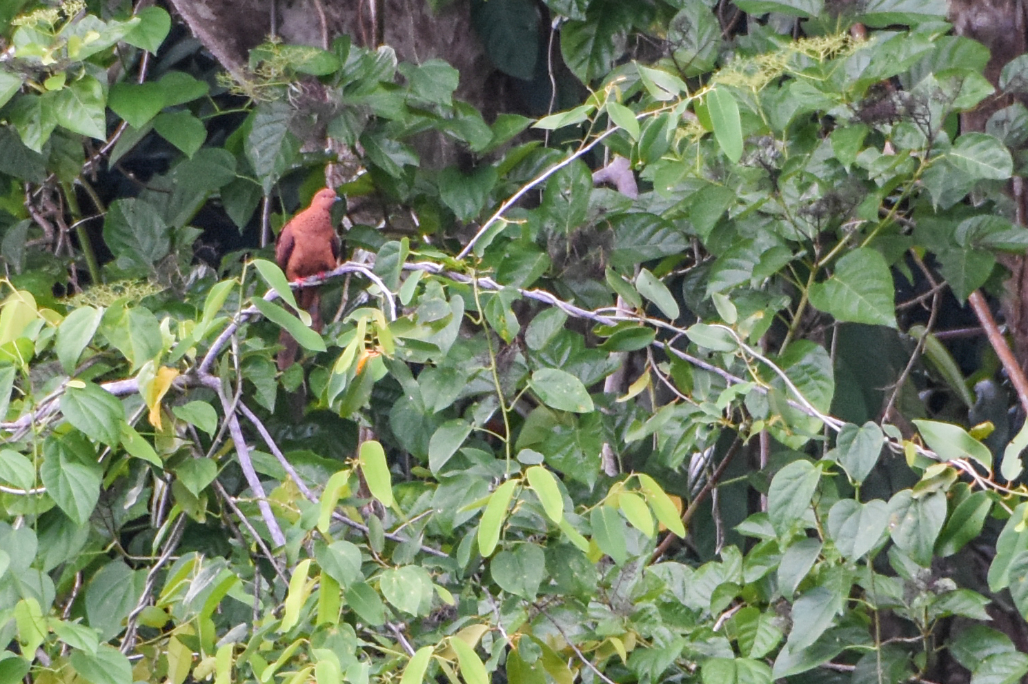 Spot-breasted Cuckoo-Dove (Macropygia mackinlayi), photo 6