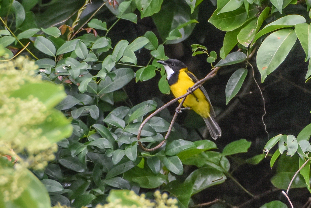 Black-tailed Whistler photo