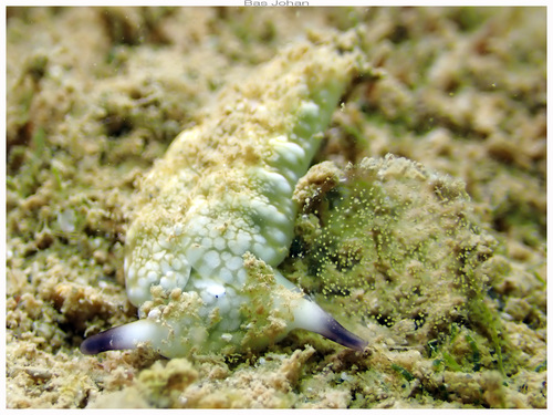 Plakobranchus papua