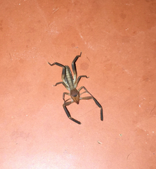Ammotrechidae