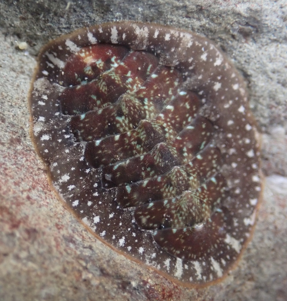 Gould's baby chiton