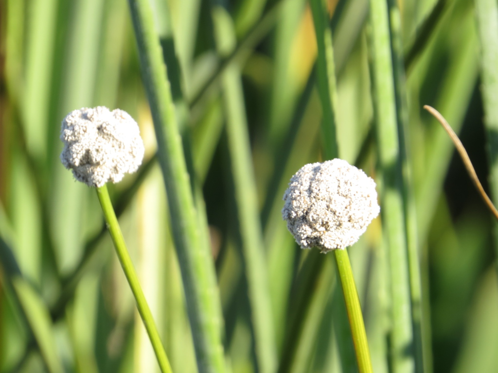 Eriocaulon magnum