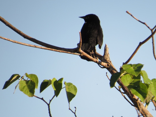 Unicolored Blackbird (Agelasticus cyanopus), photo 10