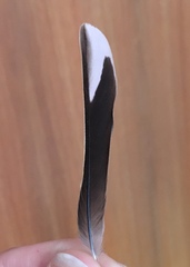 Fringilla coelebs