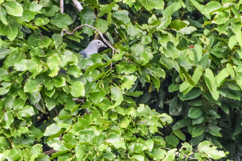 Island Imperial Pigeon (Ducula pistrinaria), photo 6
