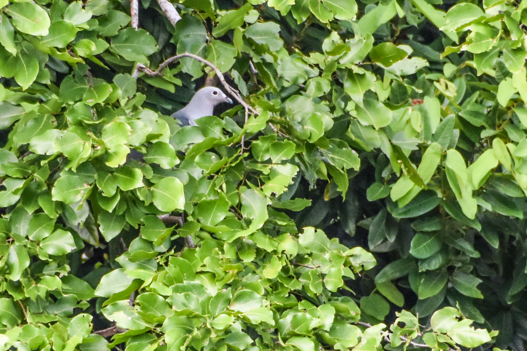 Island Imperial Pigeon (Ducula pistrinaria), photo 4