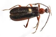 Dendroides
