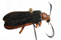 Dendroides