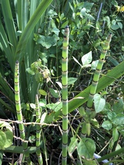 Equisetum hyemale