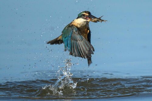 Sacred Kingfisher, Wellington, New Zealand, photo 9 of 10