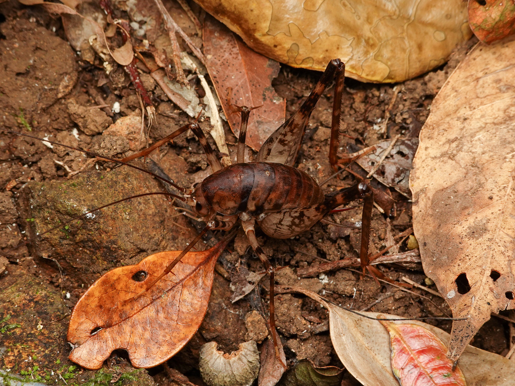 Diestrammena iriomotensis