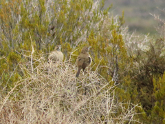 Pseudoseisura gutturalis