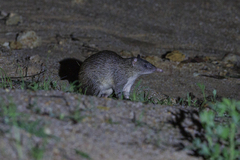 Long-Nosed Echymipera photo 1
