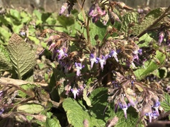 Trachystemon orientalis