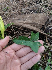 Ipomoea alba image