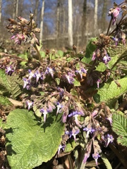 Trachystemon orientalis