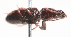 Clivina