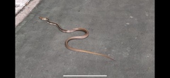 Coelognathus radiatus