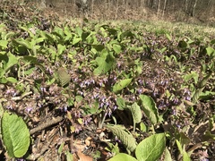 Trachystemon orientalis