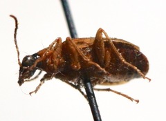 Lebia
