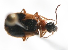 Lebia
