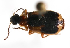 Lebia