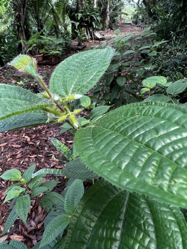 Miconia crenata observed 2023-11-11