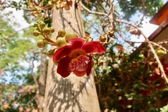 Couroupita guianensis