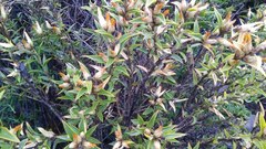 Chuquiraga avellanedae