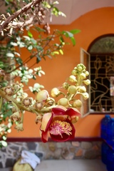 Couroupita guianensis