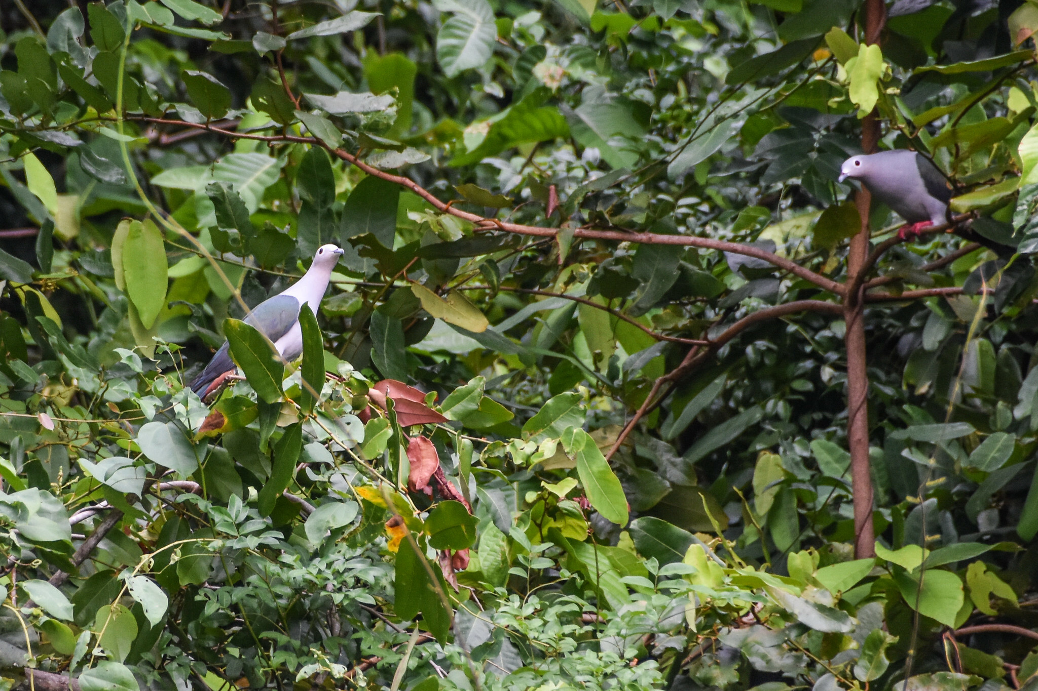 Island Imperial Pigeon (Ducula pistrinaria), photo 5