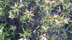 Chuquiraga avellanedae