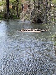 Alligator mississippiensis