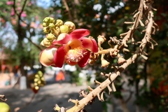 Couroupita guianensis
