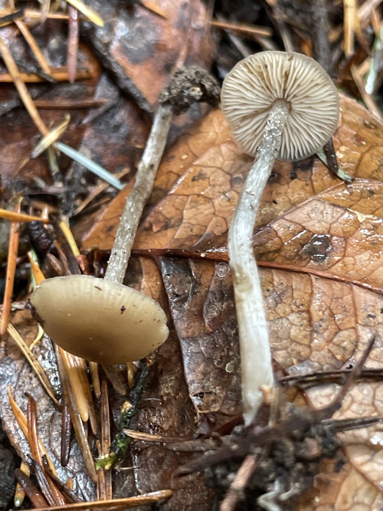 Myochromella sp. 'PNW01'